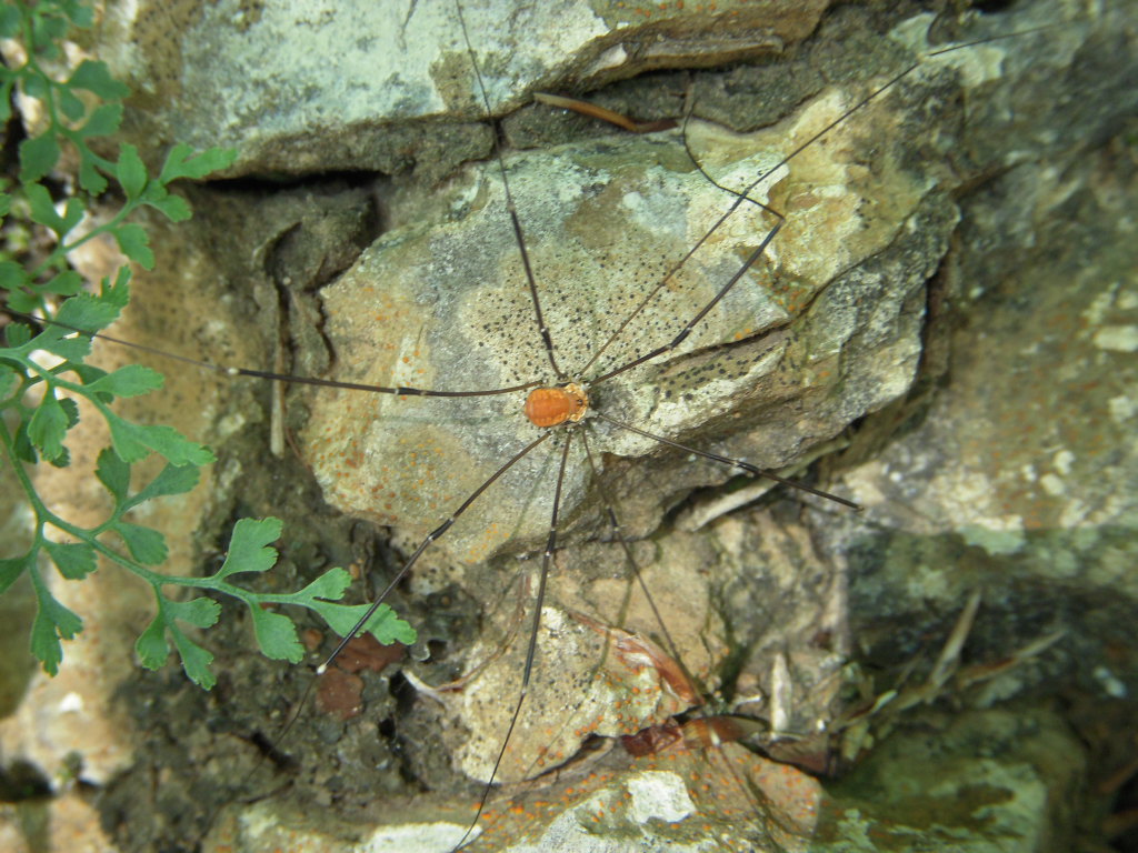 Leiobunum limbatum del Trentino